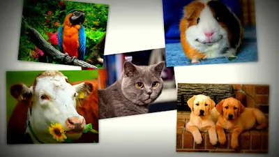 Gabinet Weterynaryjny lek. wet. Bożena Górka